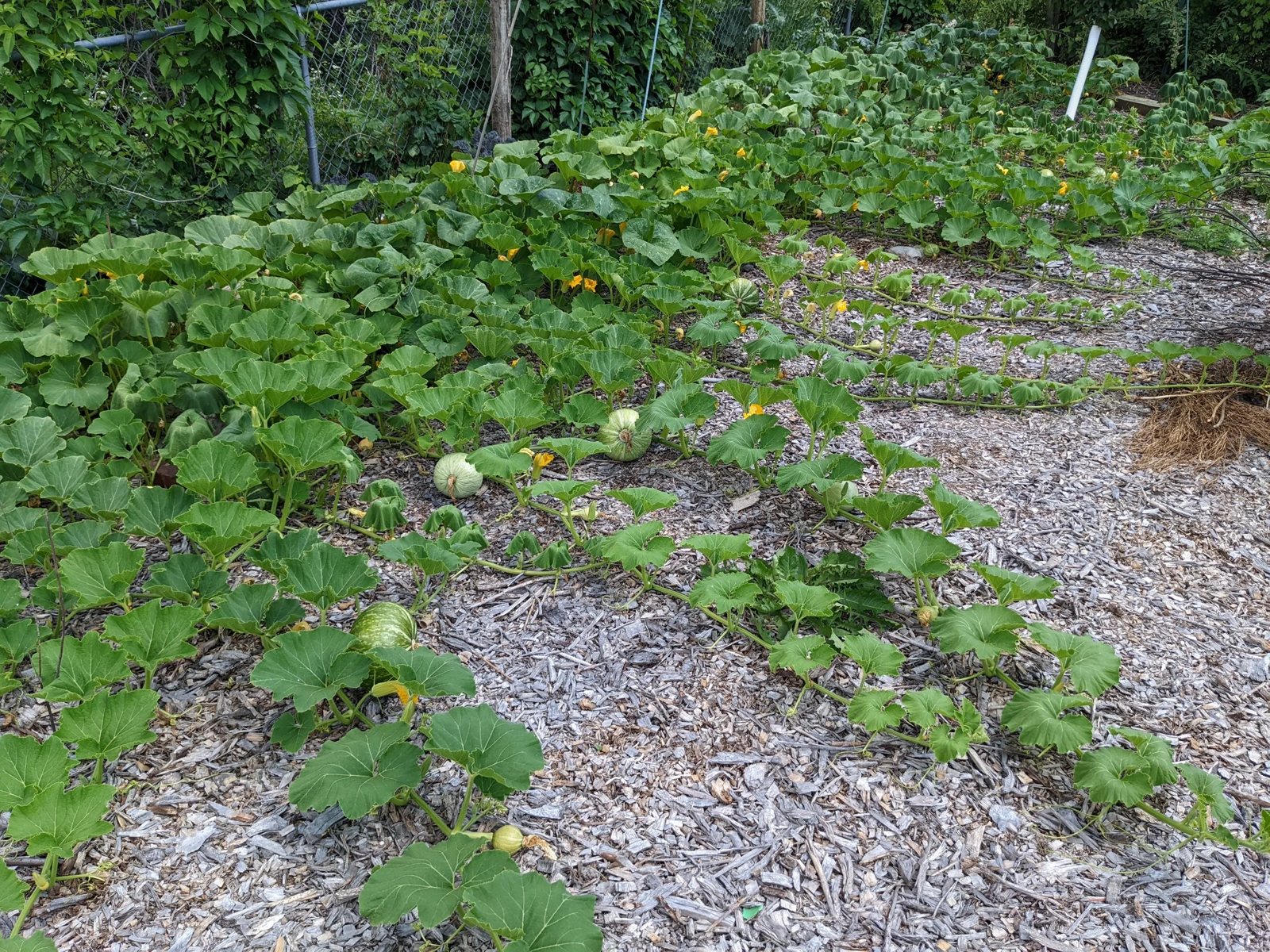 Kisheri Farms LLC, 46544 70th Ave: photo 6